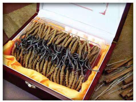 商都冬虫夏草回收